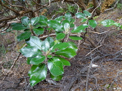 Brachyglottis elaeagnifolia