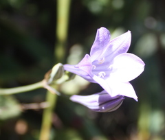 Triteleia laxa