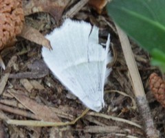 Campaea perlata