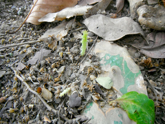 Opuntia boldinghii