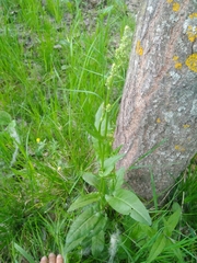 Rumex acetosa