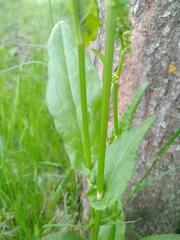 Rumex acetosa