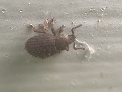 Cathormiocerus aristatus