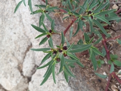 Euphorbia exstipulata