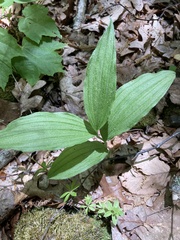 Cypripedium