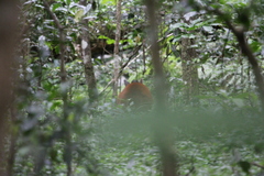 Cephalophorus harveyi