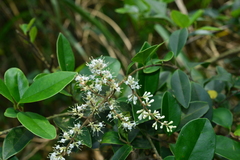 Ligustrum liukiuense