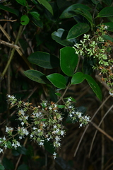 Ligustrum liukiuense