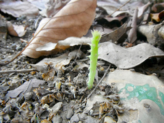 Opuntia boldinghii