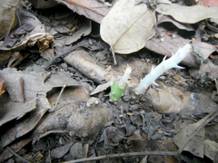 Opuntia boldinghii