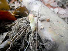 Opuntia boldinghii