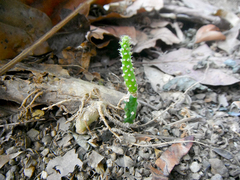 Opuntia boldinghii