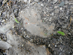 Opuntia boldinghii