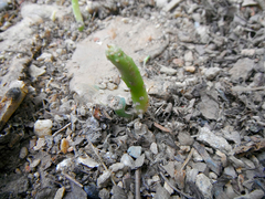 Opuntia boldinghii