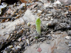 Opuntia boldinghii
