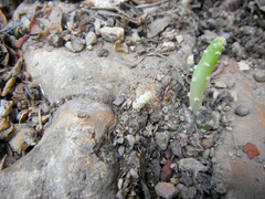 Opuntia boldinghii