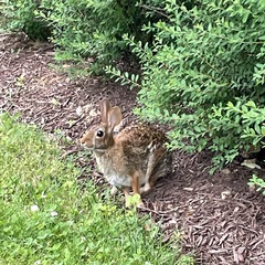 Sylvilagus floridanus