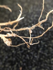 Rhizobium leguminosarum
