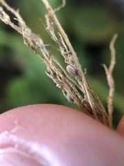 Rhizobium leguminosarum