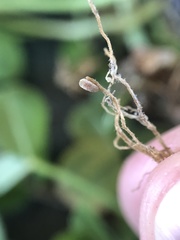 Rhizobium leguminosarum