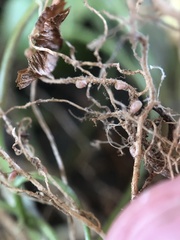 Rhizobium leguminosarum