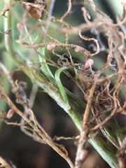 Rhizobium leguminosarum