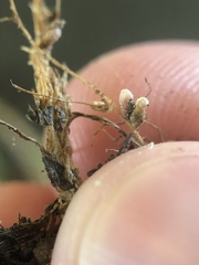 Rhizobium leguminosarum