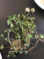 Rhizobium leguminosarum