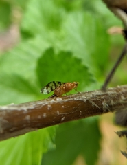 Euphranta canadensis