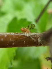 Euphranta canadensis