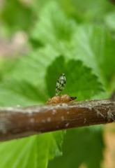 Euphranta canadensis