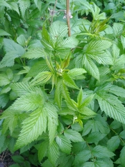 Filipendula ulmaria
