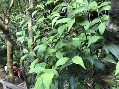 Symplocos setchuensis