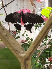 Papilio polytes