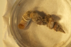 Vermicularia spirata