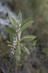 Anarrhinum laxiflorum