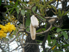 Tabebuia aurea