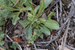 Anarrhinum laxiflorum