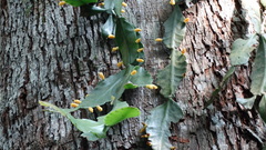 Rhipsalis elliptica