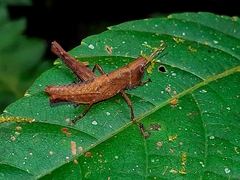 Maculiparia rotundata