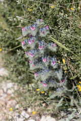 Echium albicans