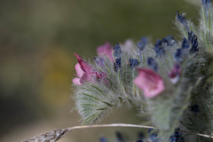 Echium albicans
