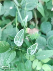 Liriomyza huidobrensis