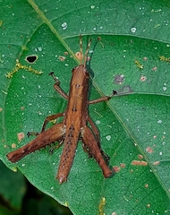 Maculiparia rotundata