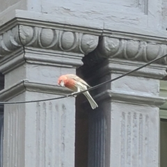Haemorhous mexicanus