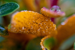 Puccinia magellanica