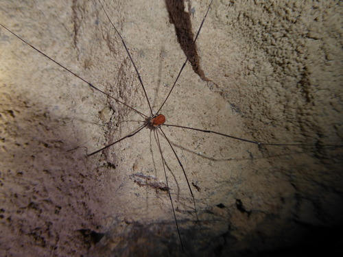 Leiobunum limbatum