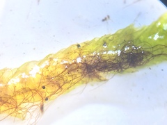 Entodon cladorrhizans