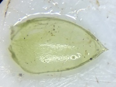 Entodon cladorrhizans