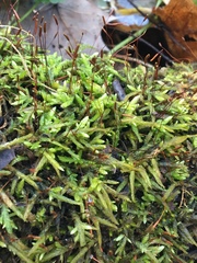 Entodon cladorrhizans